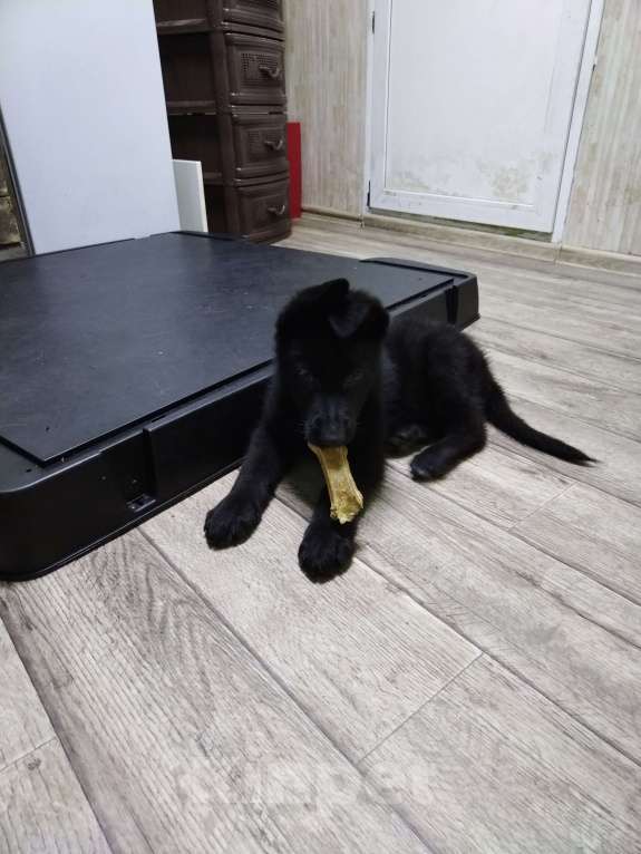 Собаки в Тайшете: Продам щенков немецкой овчарки Мальчик, 20 000 руб. - фото 3