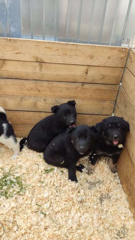 Собаки в Санкт-Петербурге: Отдам щенка бесплатно Девочка, Бесплатно - фото 7