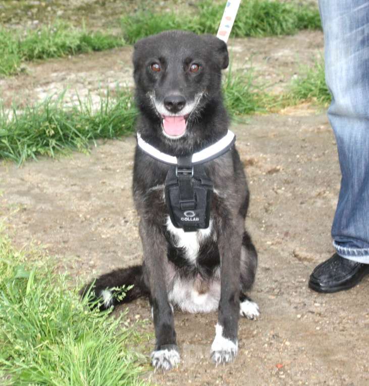 Собаки в Москве: Жизнерадостный собака-улыбака Гек мечтает о родном доме и любимой семье! Мальчик, Бесплатно - фото 6