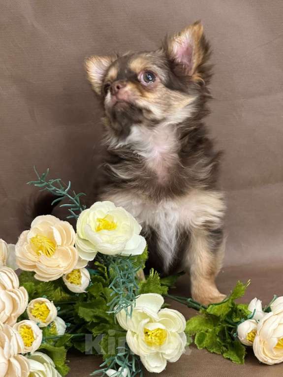 Собаки в Москве: Яркая девочка чихуахуа Девочка, 60 000 руб. - фото 5