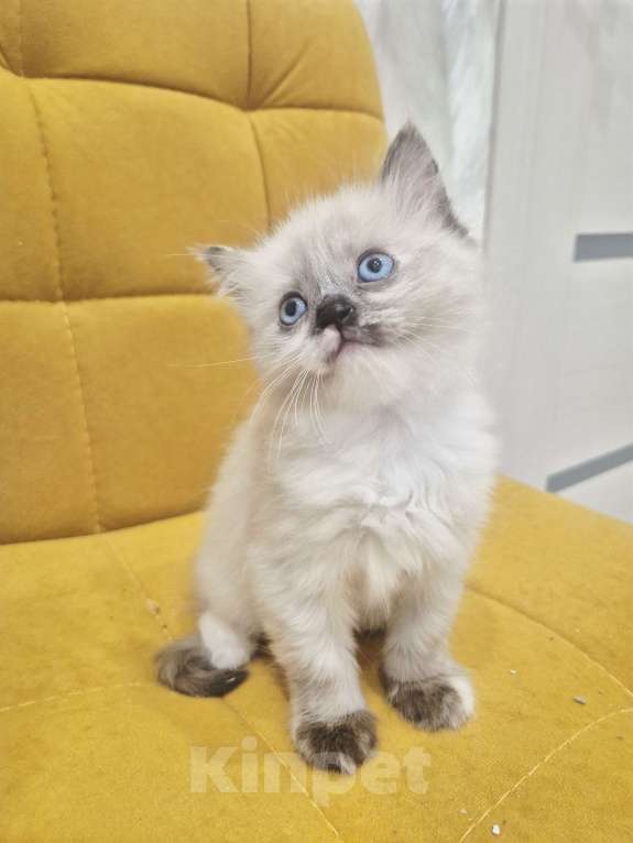 Кошки в Москве: Рэгдолл девочка  Девочка, 40 000 руб. - фото 7