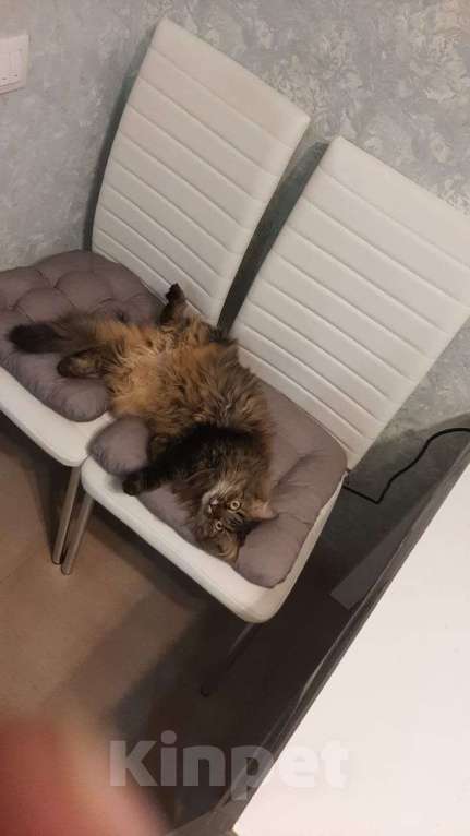 Кошки в Воронеже: Потерялась кошечка Девочка, 2 000 руб. - фото 1