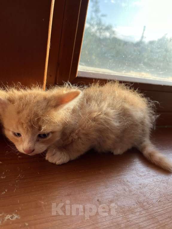 Кошки в Перми: Рыжие котята  Девочка, Бесплатно - фото 1