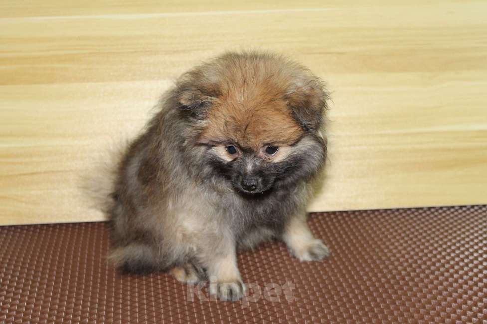 Собаки в Брянске: Продаётся сука немецкого шпица Девочка, 9 000 руб. - фото 1