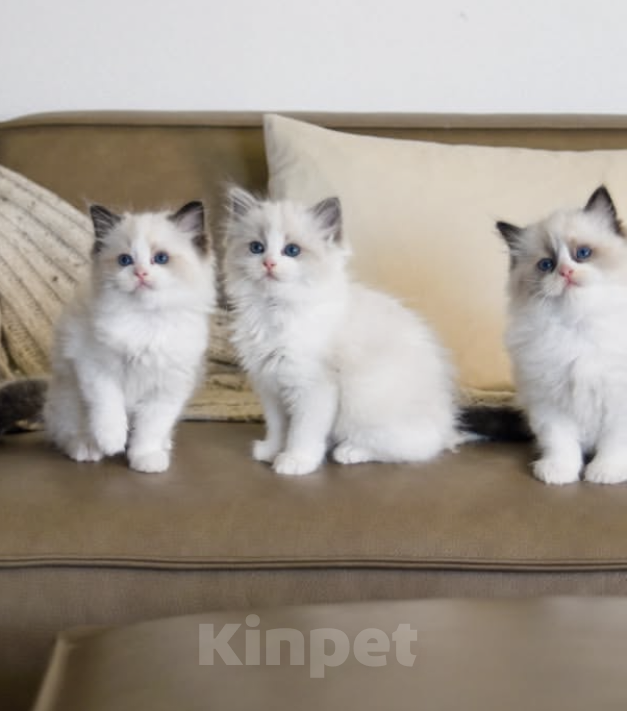 Кошки в Казани: Рэгдольчики Мальчик, 95 руб. - фото 1