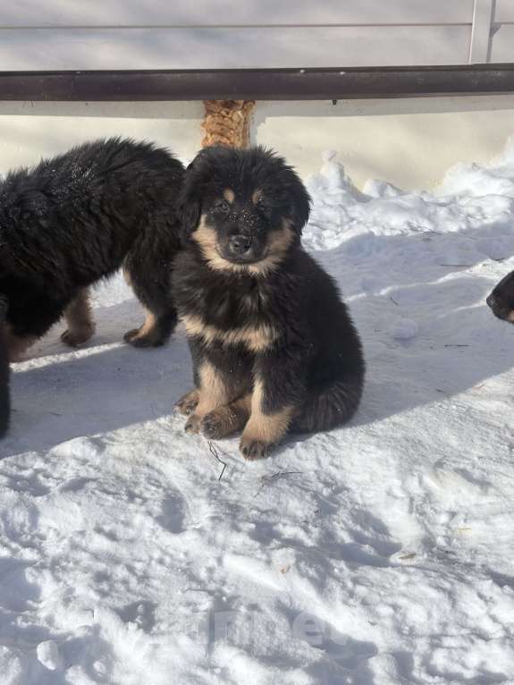 Собаки в других городах Московской области: Щенок банхара Девочка, 60 000 руб. - фото 2