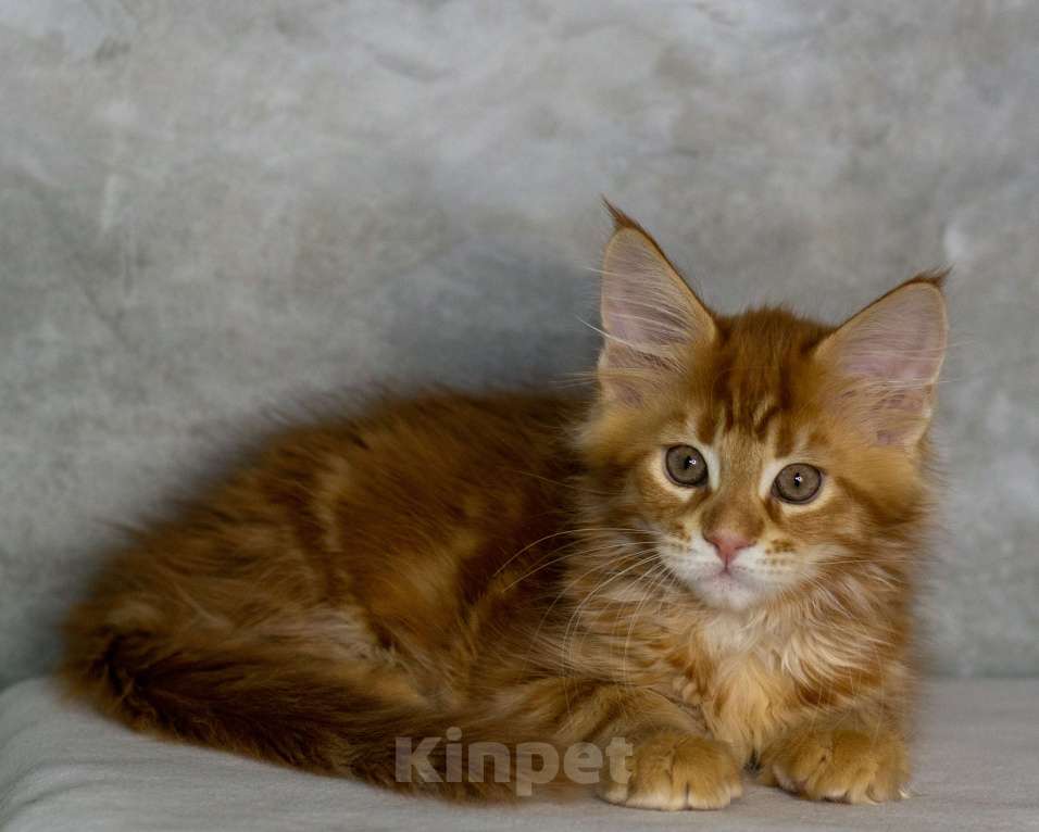 Кошки в Красноярске: Котенок Мейн-Кун Разнополые, 45 000 руб. - фото 1