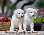 Собаки в Всеволожске: Высокопородный щенок белой швейцарской овчарки мальчик 2 Мальчик, 70 000 руб. - фото 5