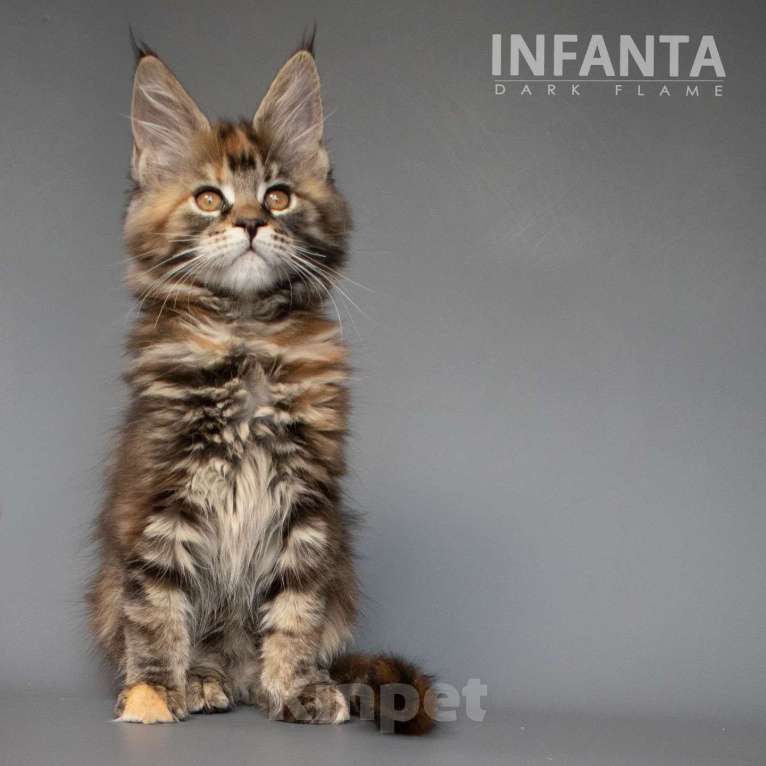 Кошки в других городах Воронежской области: Infanta Dark Flame Девочка, 50 000 руб. - фото 7