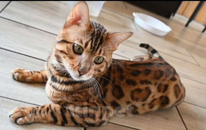 Кошки в Ростове-на-Дону: Бенгальские котята Девочка, 17 000 руб. - фото 8