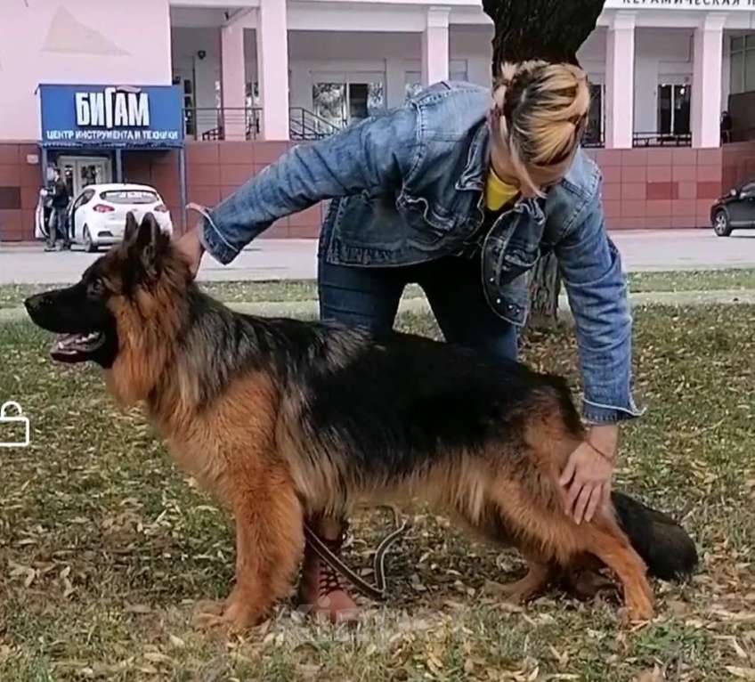 Собаки в Вологде: Яркий красавец 9 мес РКФ. Мальчик, Бесплатно - фото 2