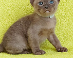 Кошки в Москве: Бурманский котенок Мальчик, 80 000 руб. - фото 3