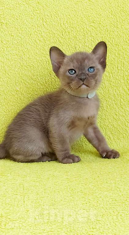 Кошки в Москве: Бурманский котенок Мальчик, 80 000 руб. - фото 3