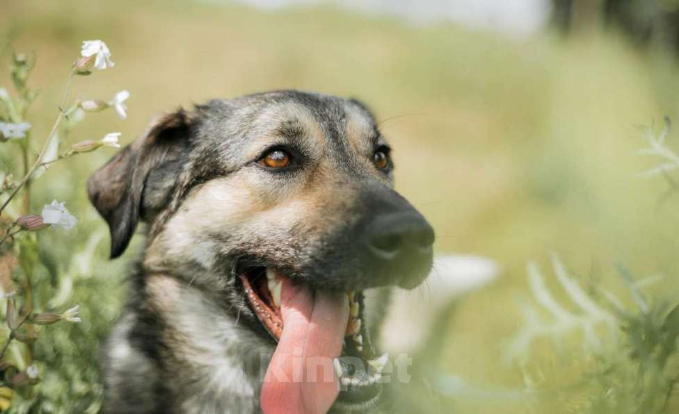 Собаки в Москве: Энергия Солнца и Нежность Шёлка! Девочка, Бесплатно - фото 4