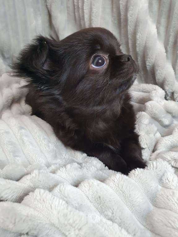 Собаки в Санкт-Петербурге: Красавец в чёрном окрасе. Мальчик, 40 000 руб. - фото 2