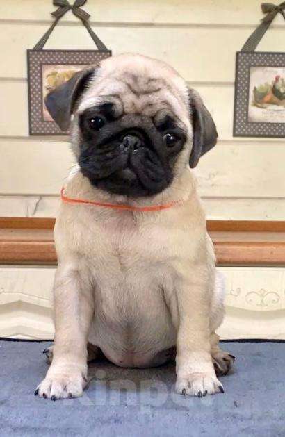 Собаки в других городах Башкортостана: Девочки мопса Девочка, 45 000 руб. - фото 5