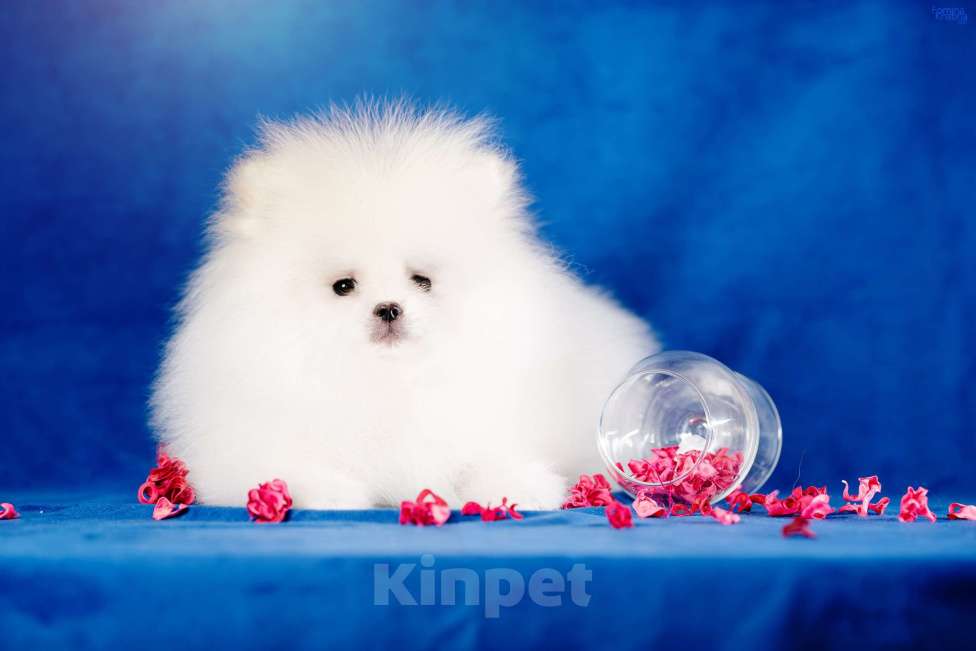 Собаки в Москве: Мальчик бело кремовый Мальчик, 85 000 руб. - фото 5