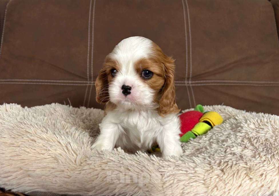 Собаки в других городах Московской области: Ищем хороших родителей. Мальчик, Бесплатно - фото 5