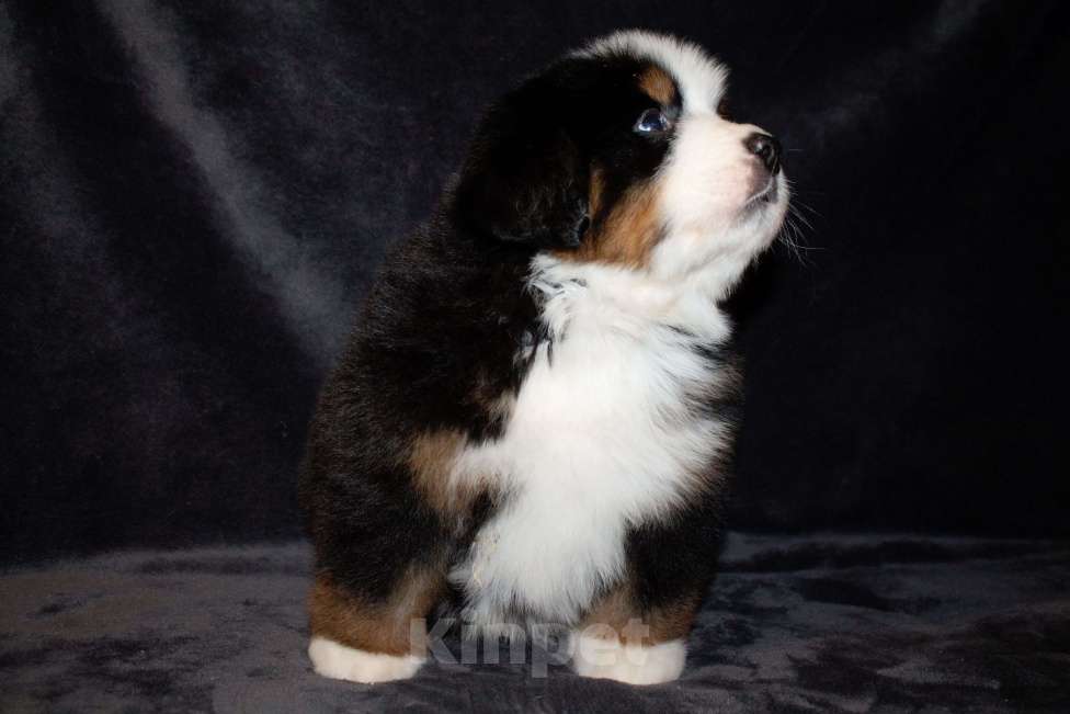 Собаки в других городах Московской области: Бернский зенненхунд Мальчик, 130 000 руб. - фото 4