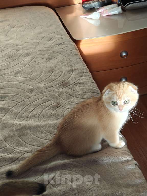 Кошки в Москве: Шотландские золотые котята Девочка, Бесплатно - фото 5