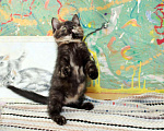Кошки в Калуге: Разноцветная пеструшка. Котенок 2,5 мес в добрые руки. Девочка, Бесплатно - фото 8