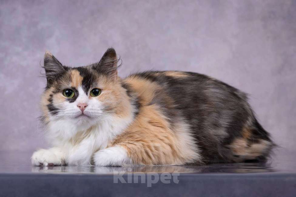 Кошки в Москве: Мотли в добрые руки  Девочка, Бесплатно - фото 8