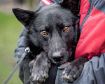 Собаки в Москве: Черный красавец Эдик, самый верный в мире пес в добрые руки Мальчик, 10 руб. - фото 7