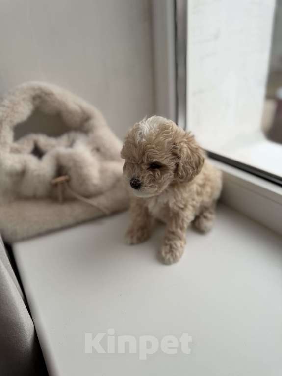 Собаки в Иваново: Той-пудель мальчик Мальчик, Бесплатно - фото 2