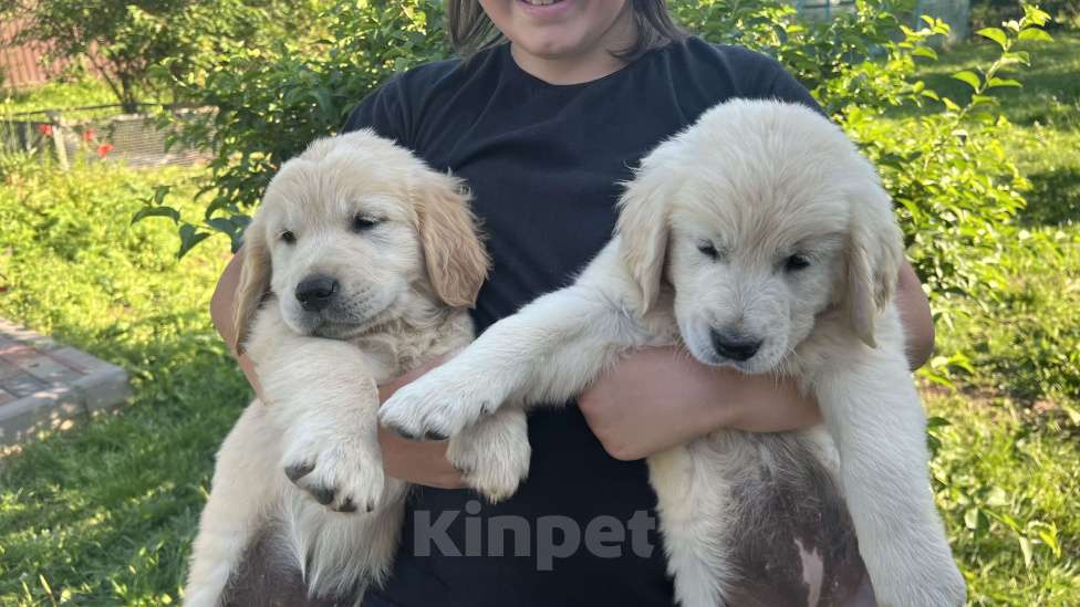 Собаки в других городах Тверской области: Щенки золотистого ретривера (возможна доставка по городу Тверь ) Мальчик, 80 000 руб. - фото 9