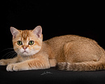 Кошки в Обнинске: Золотая шиншилла Мальчик, Бесплатно - фото 2