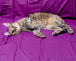 Кошки в Москве: Спасена за день до сноса: Санта ищет свой настоящий и безопасный дом! Девочка, Бесплатно - фото 3