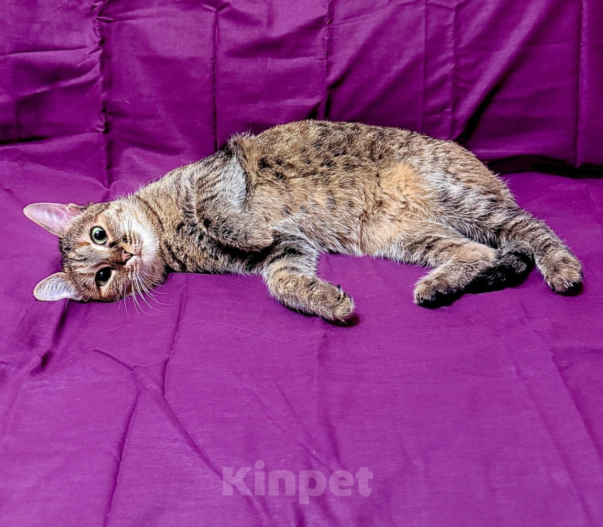 Кошки в Москве: Спасена за день до сноса: Санта ищет свой настоящий и безопасный дом! Девочка, Бесплатно - фото 3