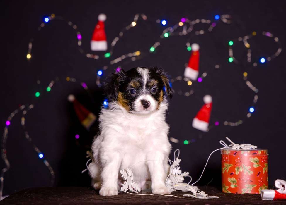 Собаки в Нижнем Новгороде: Щенок породы Континентальный той спаниель Папийон Девочка, Бесплатно - фото 2