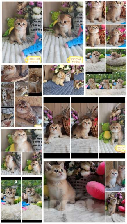 Кошки в Краснодаре: Котята Шотландская золотая шиншилла Девочка, Бесплатно - фото 1