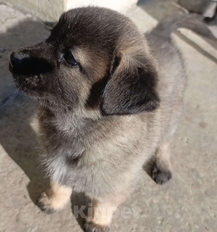 Собаки в других городах Краснодарского края: Девочка от Акиты-Ину Девочка, Бесплатно - фото 3