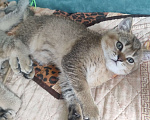 Кошки в Екатеринбурге: Шотландские котята золотая шиншилла Мальчик, Бесплатно - фото 1