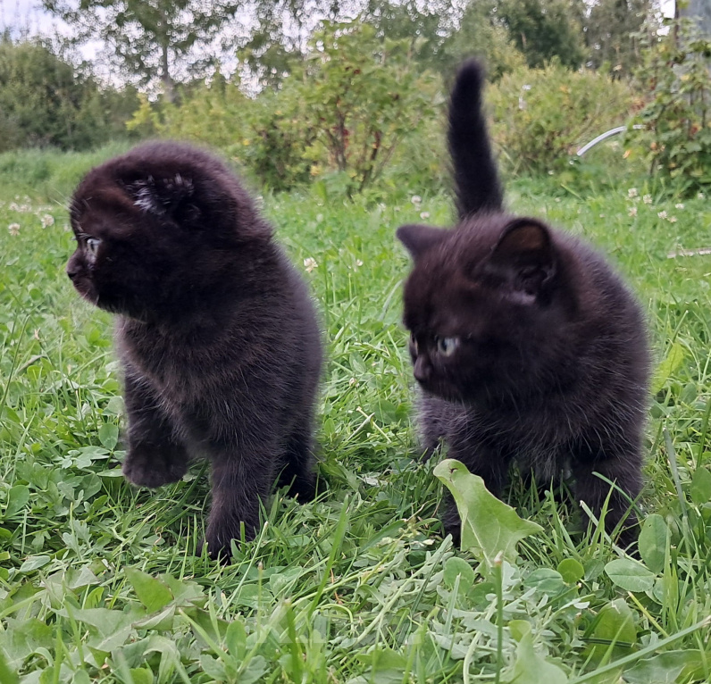 Кошки в Санкт-Петербурге: Шотландские котята Мальчик, 40 000 руб. - фото 3