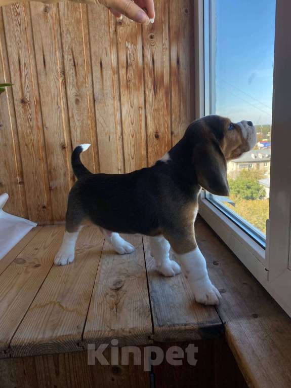 Собаки в Нижнем Новгороде: Бигль мальчик ищет любящего и заботливого хозяина Мальчик, 50 000 руб. - фото 2