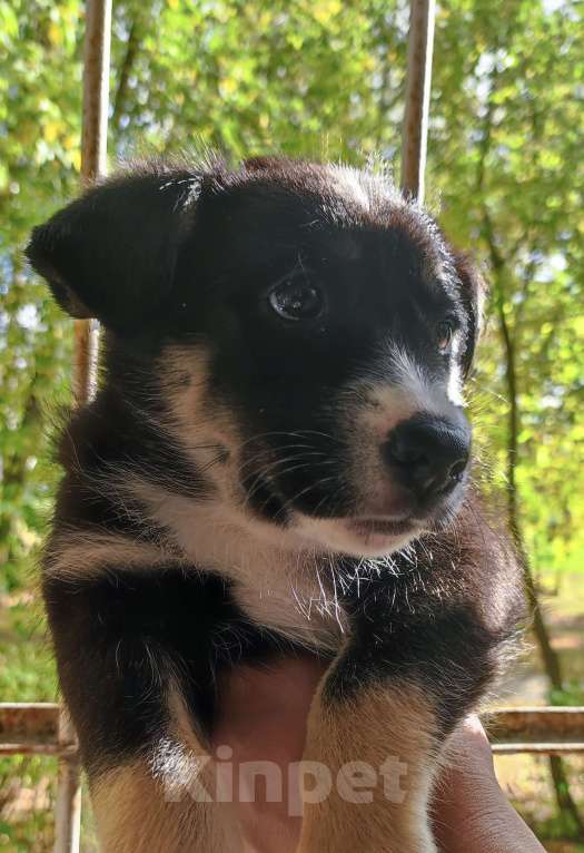 Собаки в Москве: Щенок бесплатно  Девочка, Бесплатно - фото 2