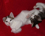 Кошки в Тюмени: Беляночка Девочка, 1 руб. - фото 3