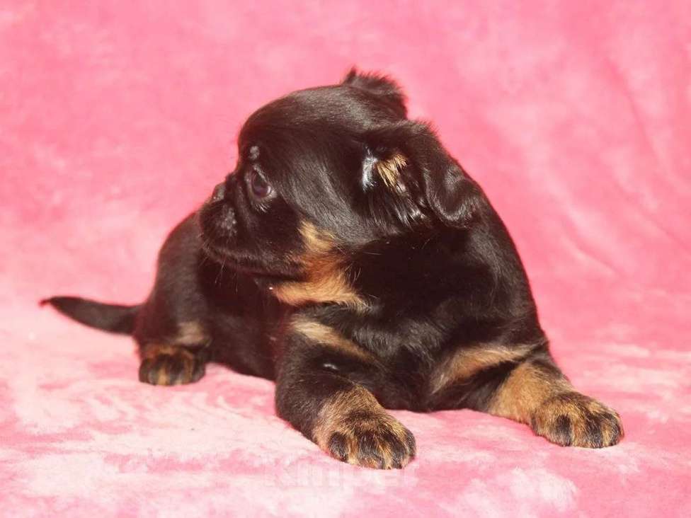 Собаки в Санкт-Петербурге: Маленькая принцесса Девочка, 80 000 руб. - фото 2