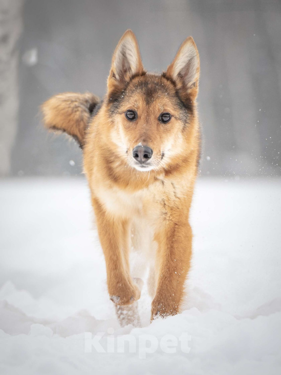 Кошки в Клине: Миндаль — милая карамельная очаровашка, которая ждёт своего Человека Девочка, Бесплатно - фото 2