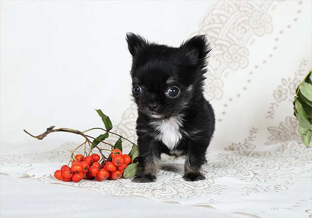 Собаки в Люберцах: МИНИ чихуахуа Мальчик, Бесплатно - фото 3