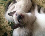 Кошки в Симферополе: Вязка с тайским сиамским котиком., 2 000 руб. - фото 5