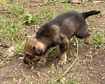Собаки в Челябинске: Щенок 2 Мальчик, Бесплатно - фото 2