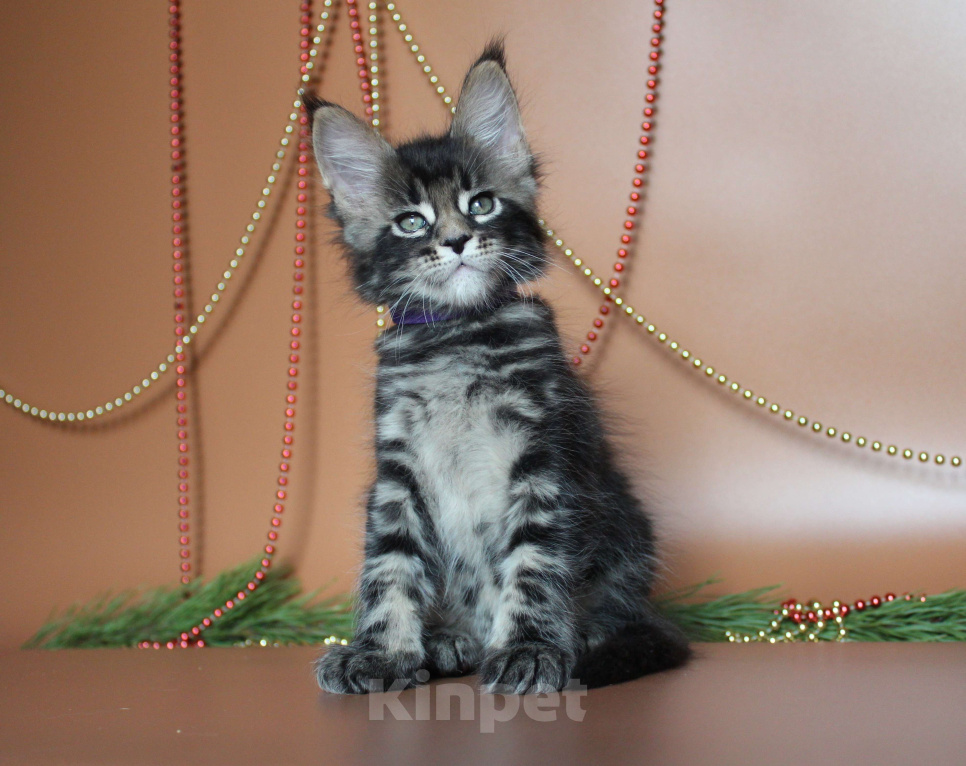 Кошки в Екатеринбурге: Котёнок мейн-кун Цезарь Мальчик  Мальчик, 50 000 руб. - фото 7