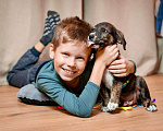 Собаки в Москве: Тигровый щеночек в добрые руки Мальчик, 1 руб. - фото 3