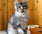Кошки в Москве: Котик из питомника Мальчик, Бесплатно - фото 1