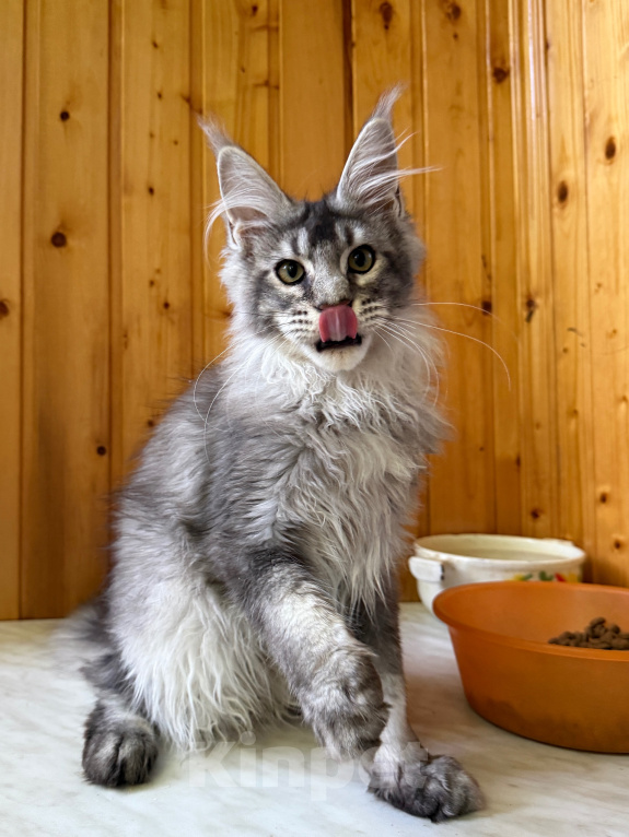 Кошки в Москве: Котик из питомника Мальчик, Бесплатно - фото 1