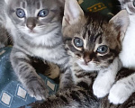 Кошки в Севастополе: Котёнок, девочка. Подпалового окраса. Полосатая. Девочка, Бесплатно - фото 3